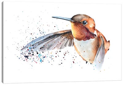 Humming Bird Canvas Art Print - EdsWatercolours