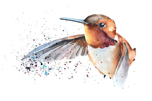 Hummingbirds: Humming Bird by EdsWatercolours