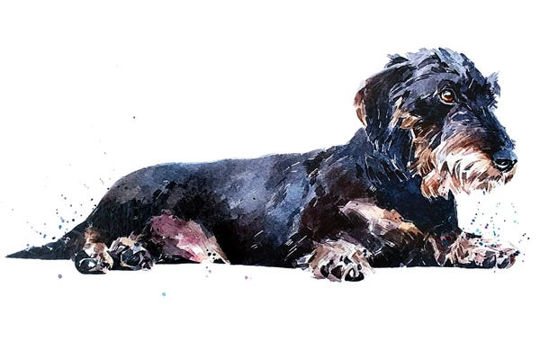 Dachshunds: Keep Calm And Relax The Wirehaired Dachshund Way by EdsWatercolours