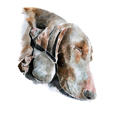 Love Eternal Weimaraner by EdsWatercolours framed canvas print