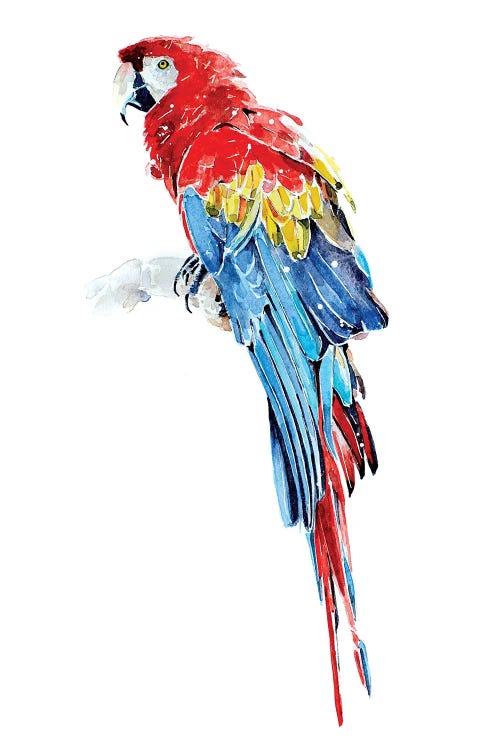 Macaw by EdsWatercolours wall art