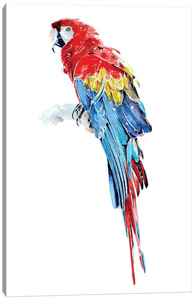 Macaw Canvas Art Print - EdsWatercolours