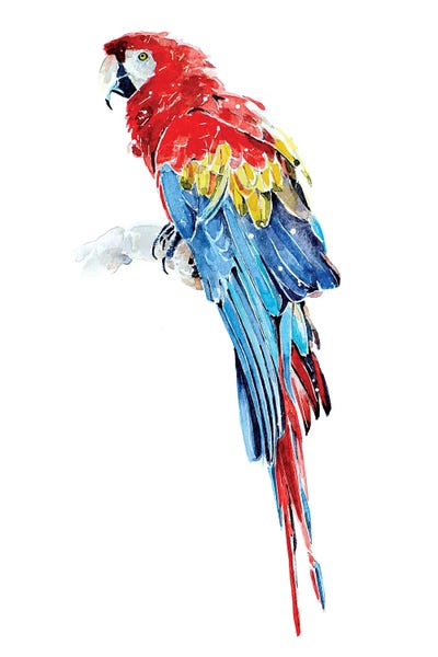 Macaws: Macaw by EdsWatercolours