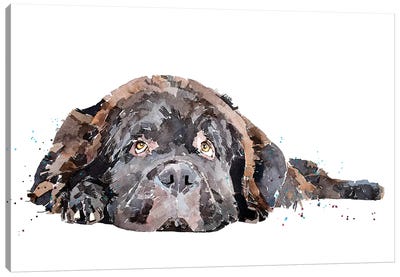Newfoundland Dog Canvas Art Print - EdsWatercolours