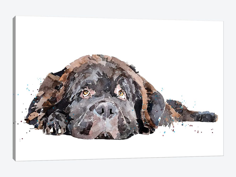 Newfoundland Dog by EdsWatercolours 1-piece Canvas Artwork