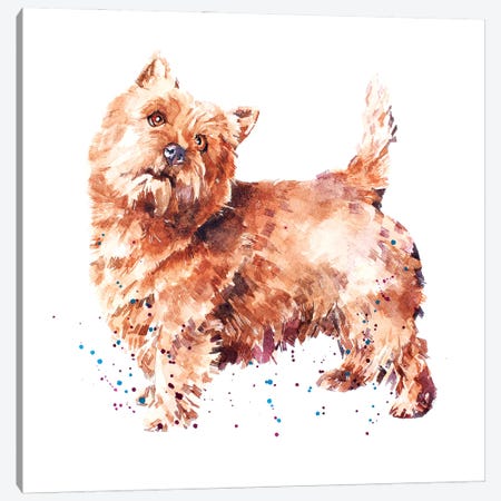 Norwich Terrier Canvas Print #EWC146} by EdsWatercolours Canvas Wall Art