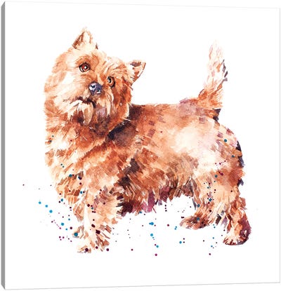 Norwich Terrier Canvas Art Print - EdsWatercolours