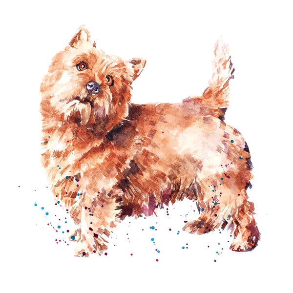Norwich Terriers