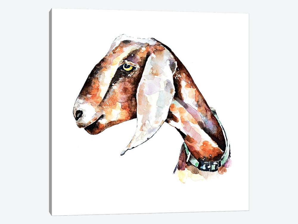 Nubian Goat I by EdsWatercolours 1-piece Canvas Artwork