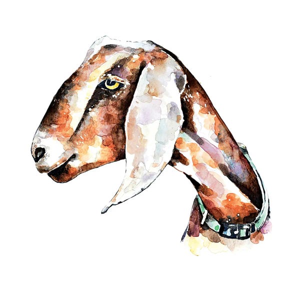 Goats: Nubian Goat I by EdsWatercolours