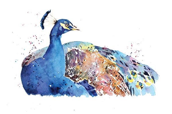 Peacocks: Peacock by EdsWatercolours