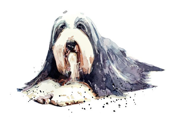 EdsWatercolours: Bearded Collie I by EdsWatercolours