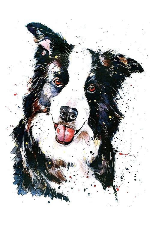 Pursuit Of Happiness Border Collie