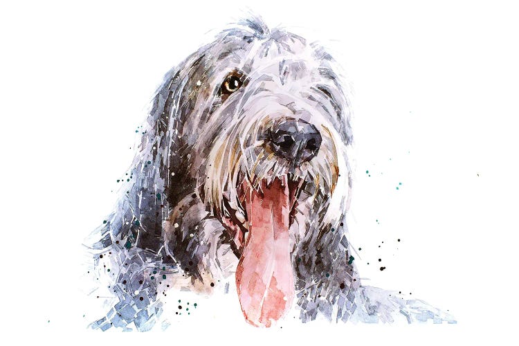 Bearded Collie II