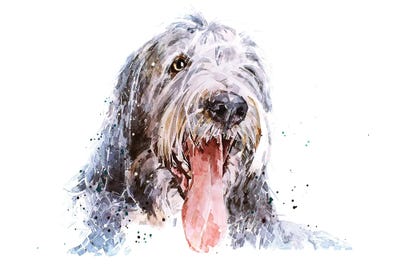 Bearded Collies