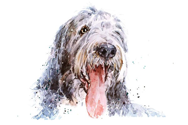 EdsWatercolours: Bearded Collie II by EdsWatercolours
