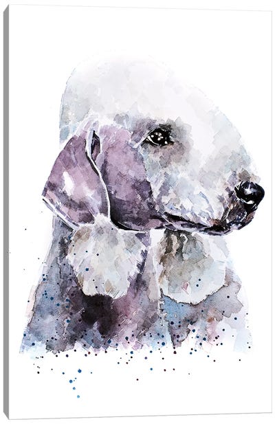 Bedlington Terrier I Canvas Art Print