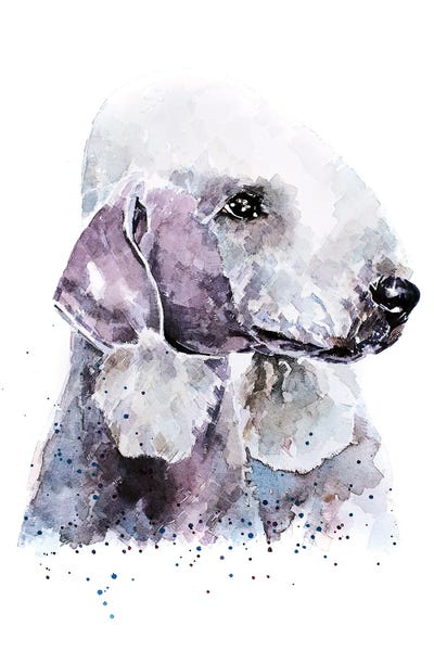 EdsWatercolours: Bedlington Terrier I by EdsWatercolours