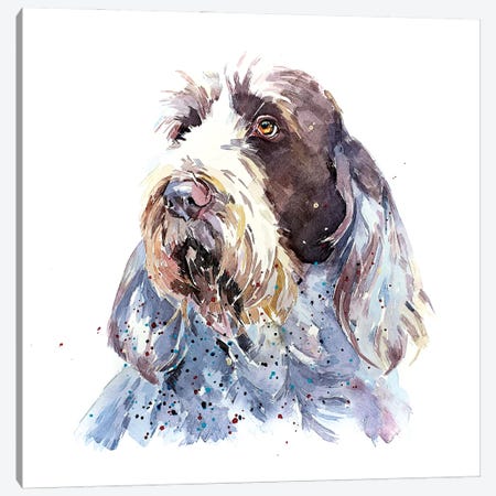 Spinone I Canvas Print #EWC183} by EdsWatercolours Canvas Print
