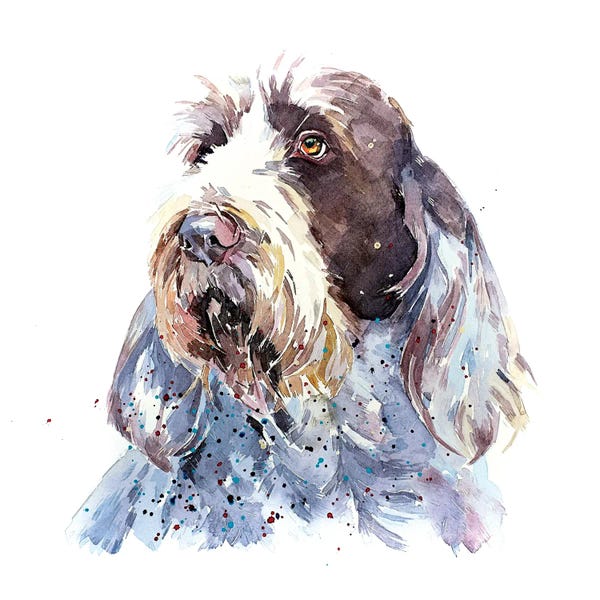 EdsWatercolours: Spinone I by EdsWatercolours