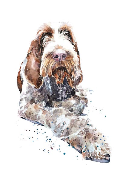 EdsWatercolours: Spinone II by EdsWatercolours
