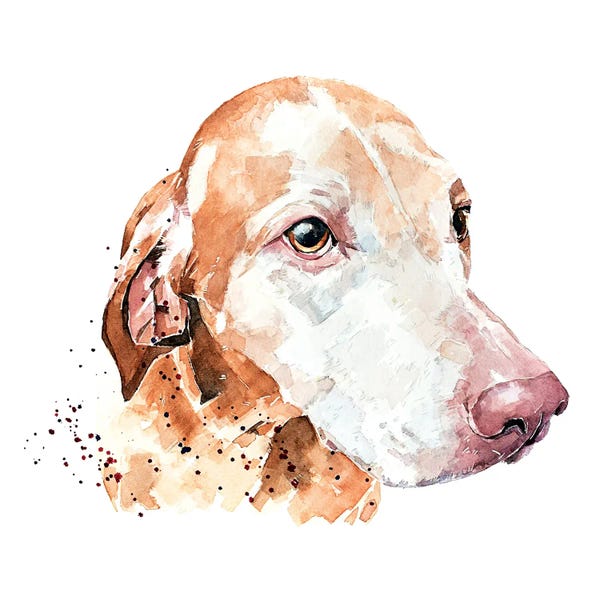 Vizslas: Sugar Face Vizsla by EdsWatercolours