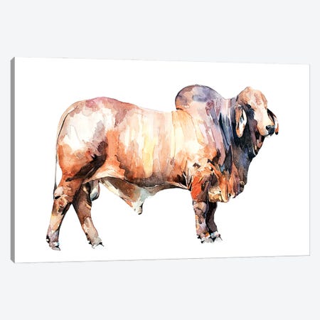 Texan Brahman Bull Canvas Print #EWC192} by EdsWatercolours Canvas Artwork