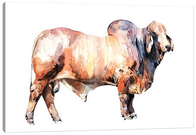 Texan Brahman Bull Canvas Art Print - EdsWatercolours