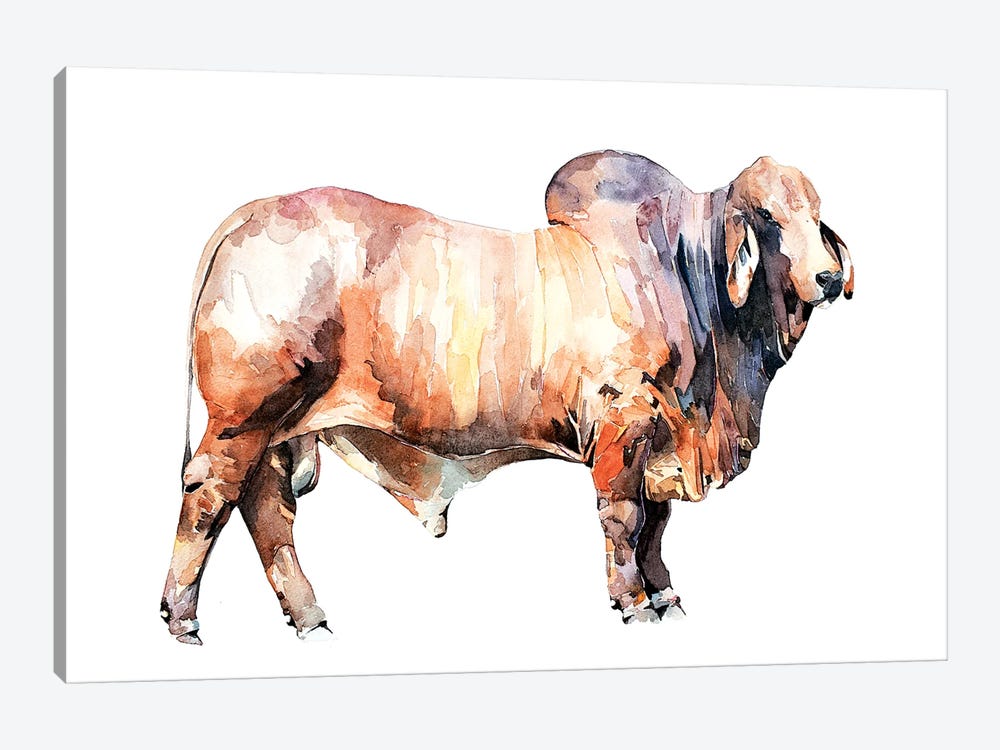 Texan Brahman Bull by EdsWatercolours 1-piece Canvas Print