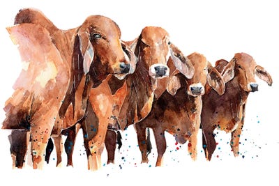 Texan Brahmans by EdsWatercolours framed canvas print