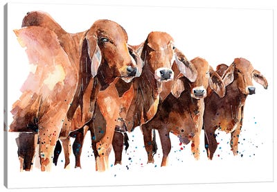 Texan Brahmans Canvas Art Print - EdsWatercolours
