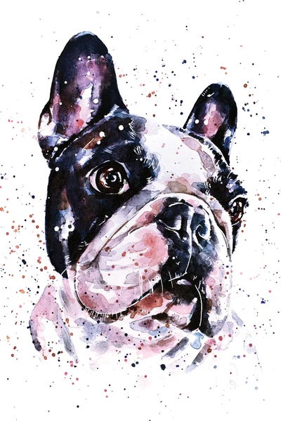 French Bulldogs: A Penny For Your Thoughts French Bulldog by EdsWatercolours