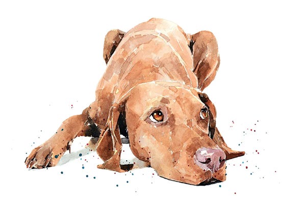 Vizslas