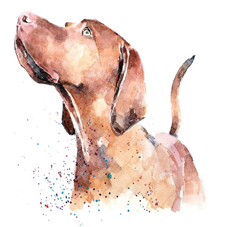 Vizsla Looking Up