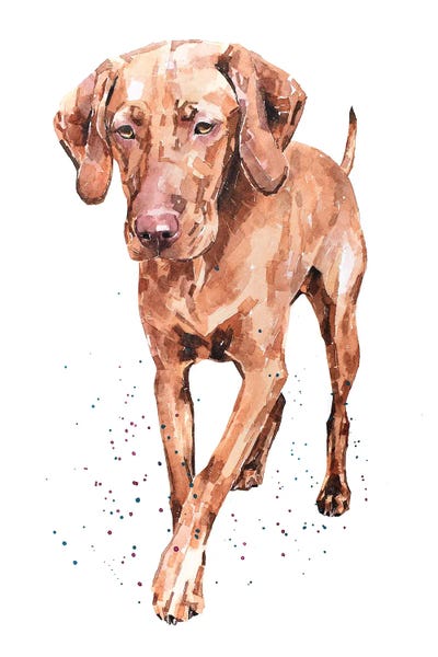 Other Breeds: Best Foot Forward Vizsla by EdsWatercolours