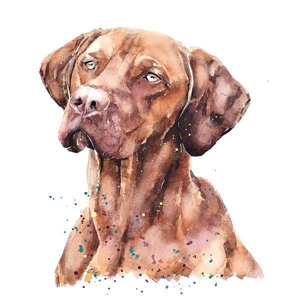 EdsWatercolours: Vizsla Lost In Thought by EdsWatercolours