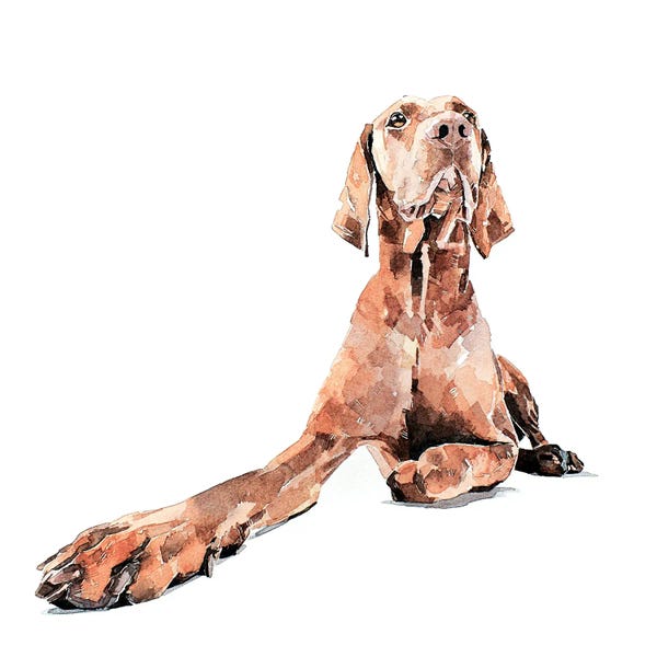 Vizslas: Vizsla Regal by EdsWatercolours