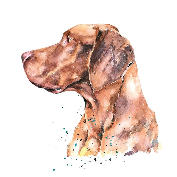 EdsWatercolours: Vizsla The Thinker by EdsWatercolours