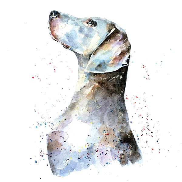 EdsWatercolours: Weimaraner I by EdsWatercolours