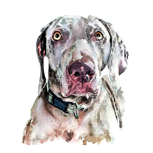 EdsWatercolours: Weimaraner II by EdsWatercolours