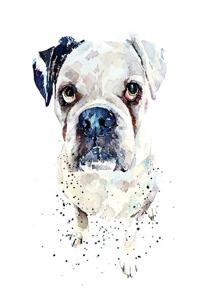Boxers: White German Boxer II by EdsWatercolours