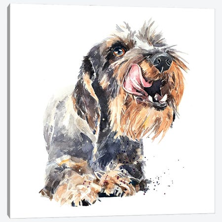 Wirehaired Dachshund I Canvas Print #EWC235} by EdsWatercolours Canvas Artwork
