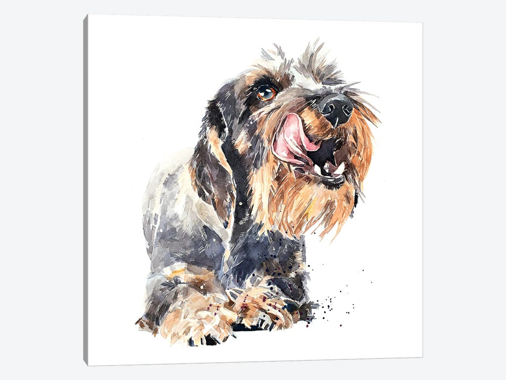 Wirehaired Dachshund I by EdsWatercolours 1-piece Canvas Wall Art