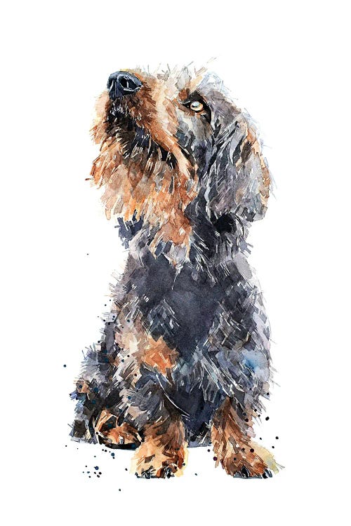 Wirehaired Dachshund II