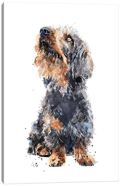 Wirehaired Dachshund II Canvas Art Print - EdsWatercolours