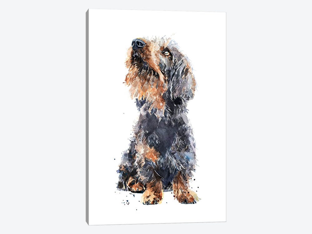 Wirehaired Dachshund II by EdsWatercolours 1-piece Canvas Print