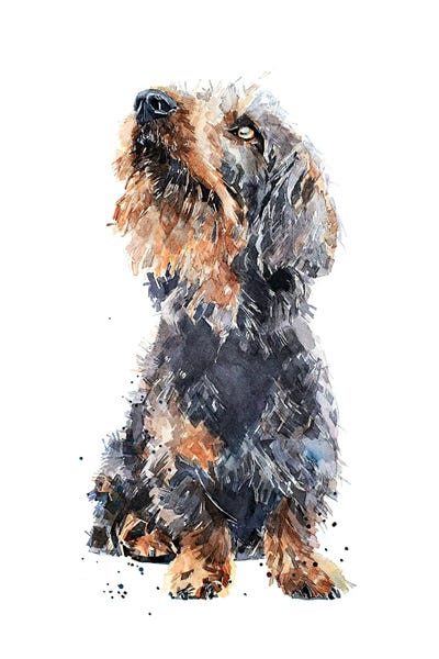 Dachshunds: Wirehaired Dachshund II by EdsWatercolours