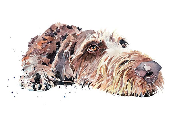 German Wirehaired Pointers