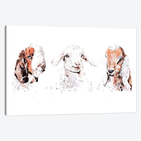Boer Saneen And Nubian Goat Kids. The Three Kings Canvas Print #EWC34} by EdsWatercolours Canvas Wall Art