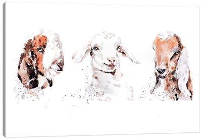 Boer Saneen And Nubian Goat Kids. The Three Kings Canvas Art Print - EdsWatercolours